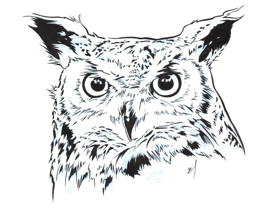859x678 ink drawing of an owl brandon bird - Owl Ink Drawing