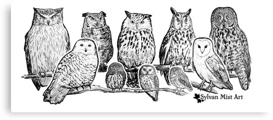 550x242 Owls - Owl Ink Drawing