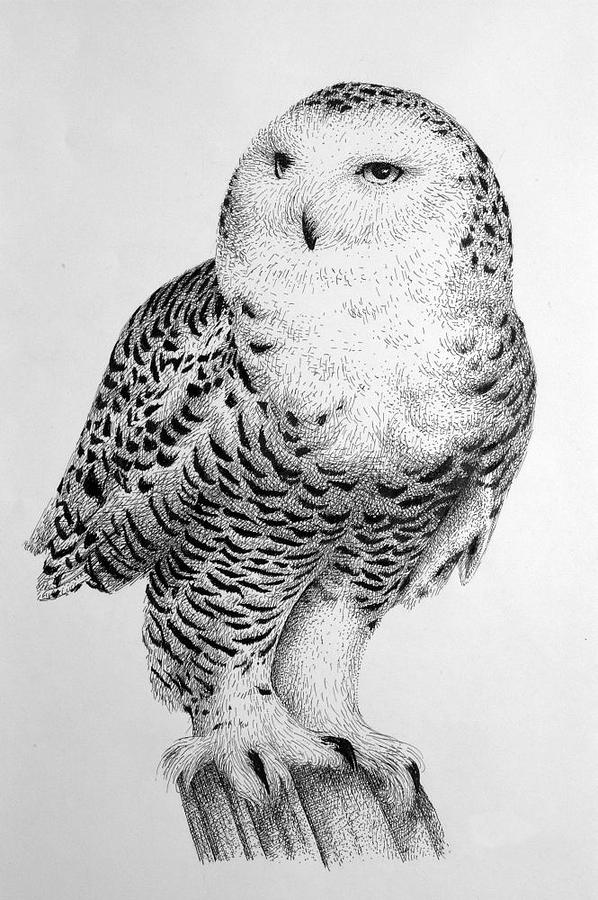 598x900 Snowy Owl Drawing - Owl Ink Drawing