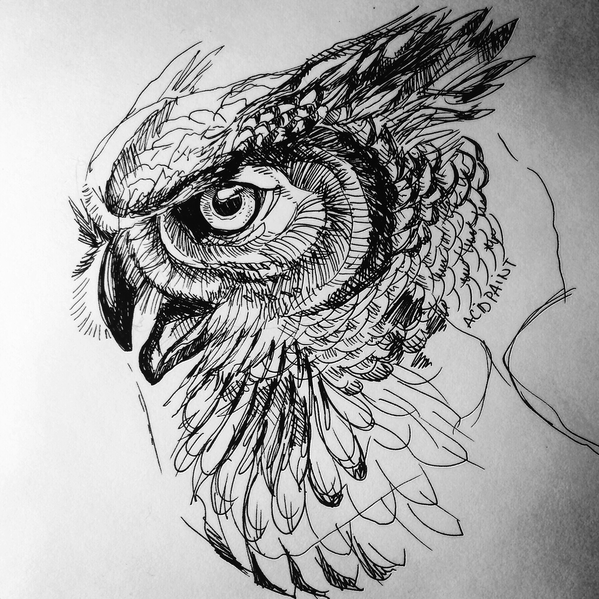 2036x2036 Owl, Ink - Owl Ink Drawing