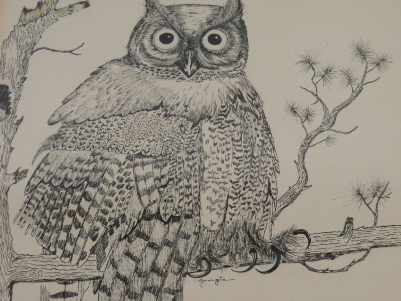 800x600 georgia signed ink drawing of owl - Owl Ink Drawing
