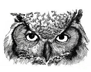 300x240 Great Horned Owl Drawing - Owl Ink Drawing