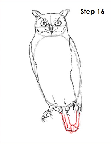 386x500 How To Draw An Owl - Owl Line Drawing
