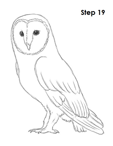 Owl Line Drawing At Paintingvalley.com 