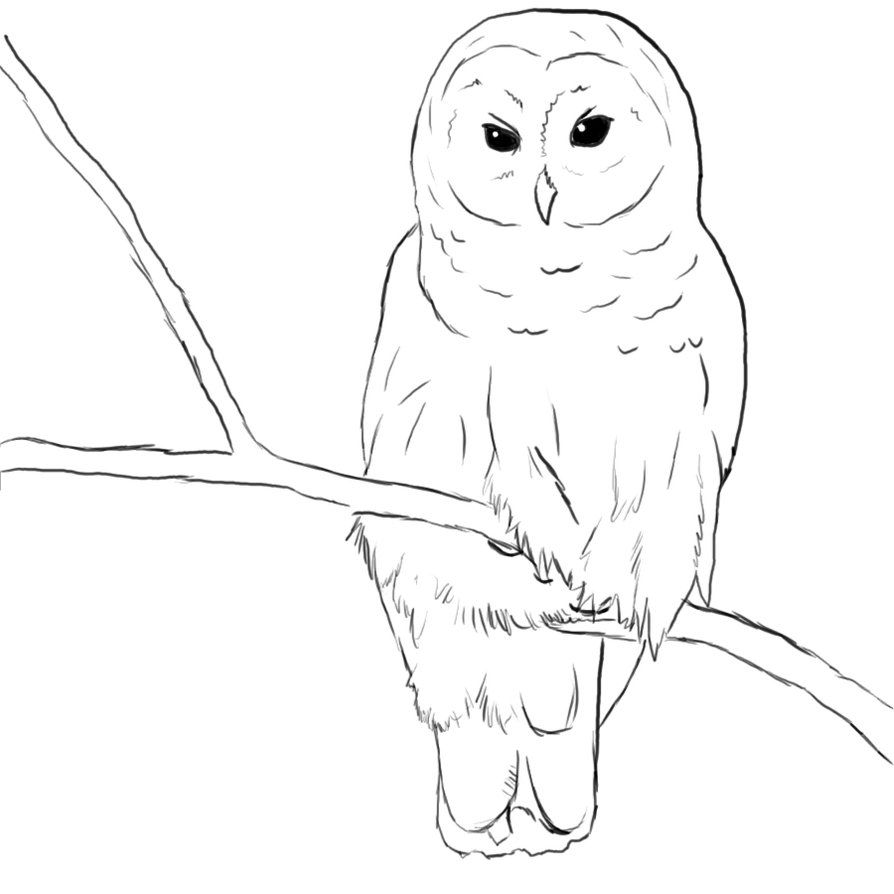 894x894 Paperplay Owl Coloring Pages, Cute Owl - Owl Line Drawing
