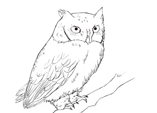 320x230 How To Draw An Owl - Owl On A Branch Drawing
