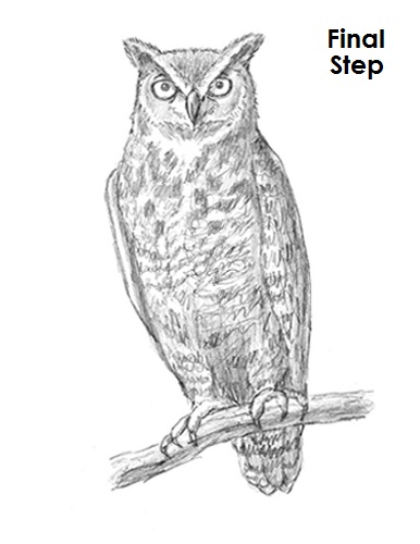 386x500 How To Draw An Owl - Owl On A Branch Drawing