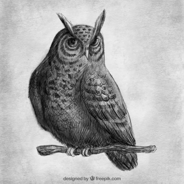 626x626 realistic drawing of owl on a branch vector free download - Owl On A Branch Drawing