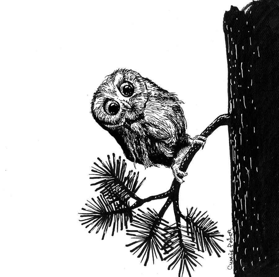 Owl On A Branch Drawing at Explore collection of
