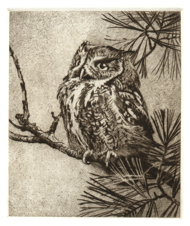 756x900 Owl On A Branch - Owl On Branch Drawing