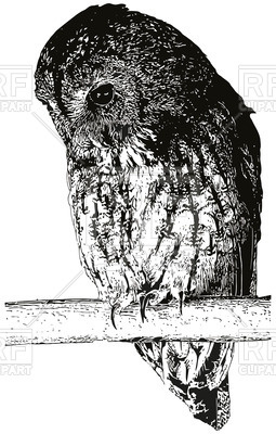 255x400 owl on the branch, vectorised imitation of the ink drawing vector - Owl On Branch Drawing