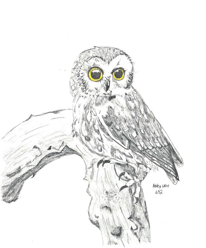 696x836 huge collection of 'owl on branch drawing' download more than - Owl On Tree Branch Drawing