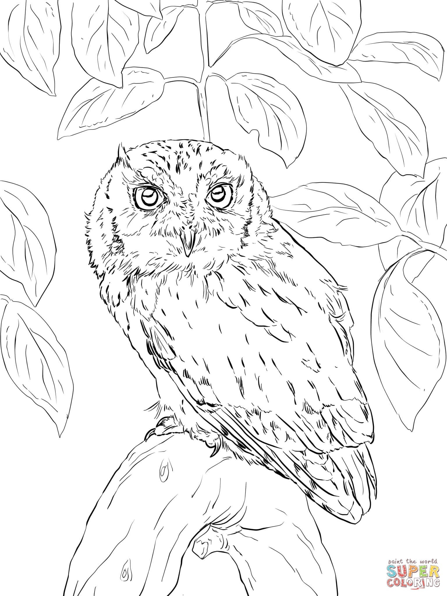 Owl On Tree Branch Drawing at PaintingValley.com | Explore collection