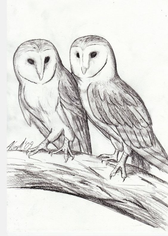 Owl On Tree Branch Drawing at Explore collection