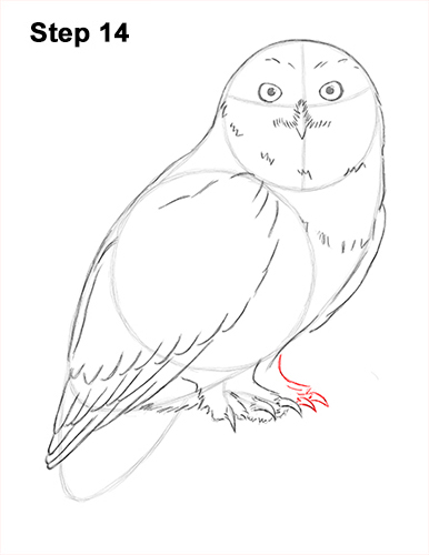 386x500 How To Draw A Snowy Owl - Owl Outline Drawing
