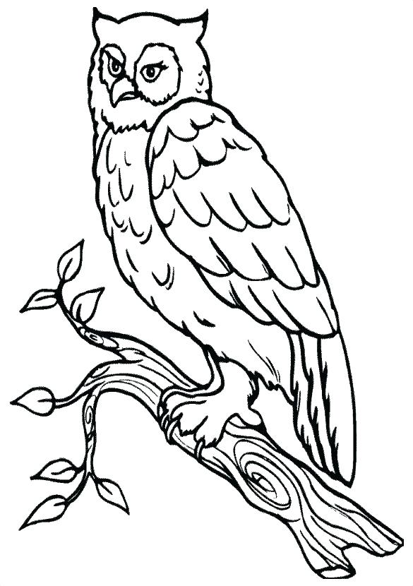 585x830 Drawing Coloring Pages Best Of Luxury Rat Unique Line Templates - Owl Outline Drawing