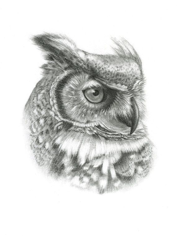 570x761 great horned owl original framed drawing - Owl Pencil Drawing