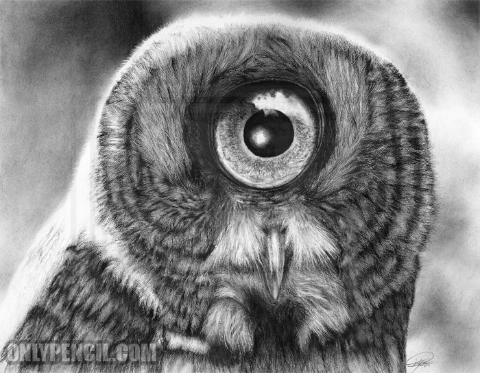 700x544 original evolution great horned owl pencil drawing - Owl Pencil Drawing