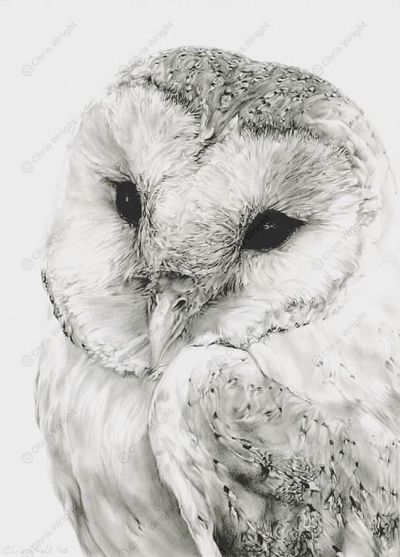 Drawing Realistic Colored Pencil Owl Clătită Blog