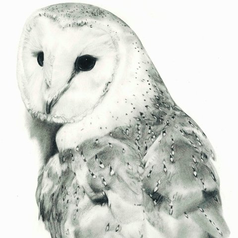 480x480 Owl Pencil Drawing - Owl Pencil Drawing