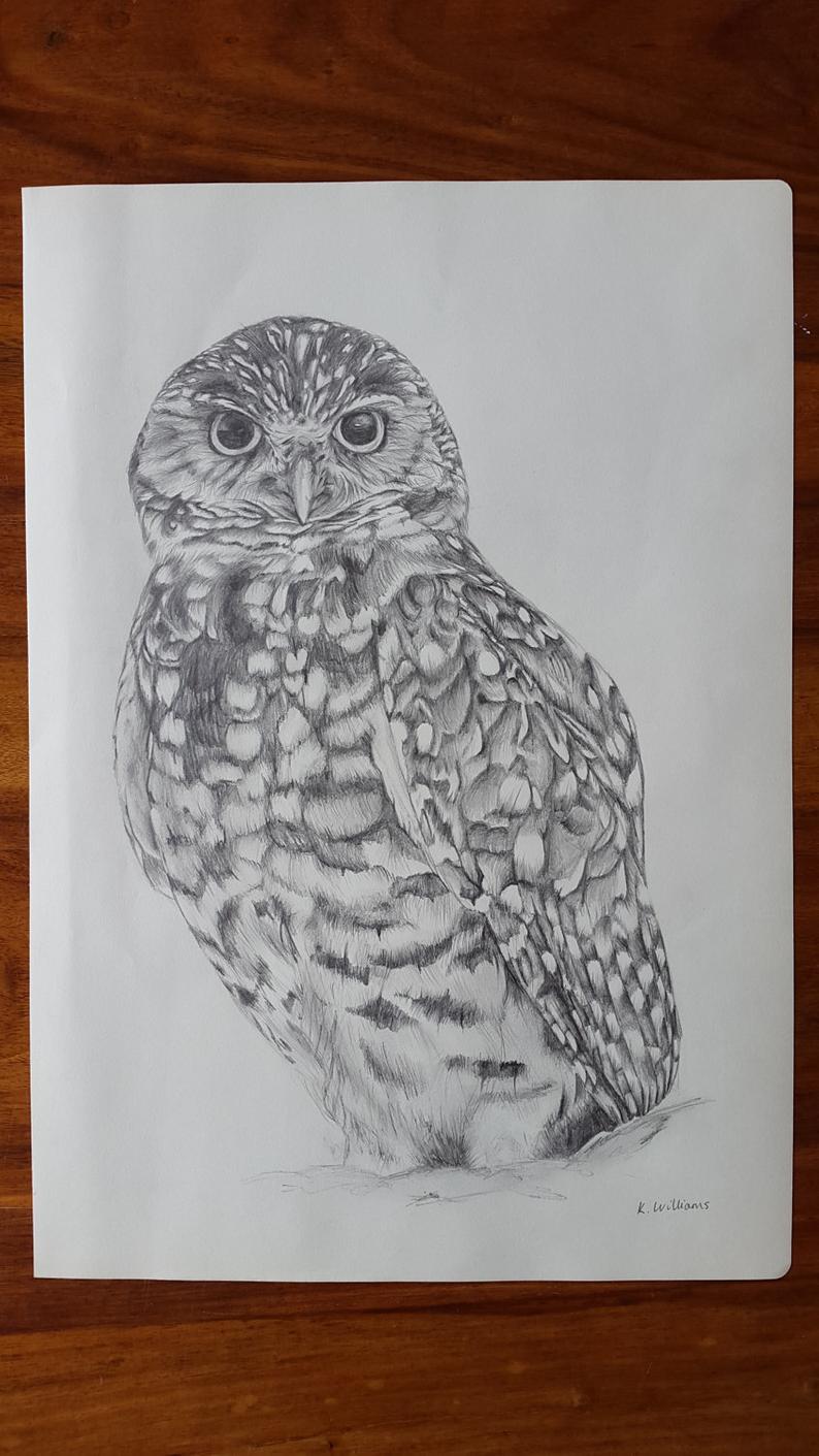 794x1411 owl pencil drawing original giclee print owl print etsy - Owl Pencil Drawing