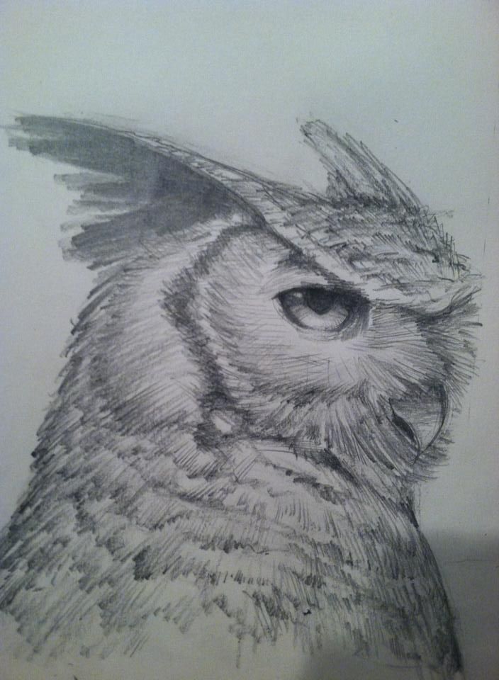 704x960 pencil drawings of owls owl drawings in pencil owl pencil - Owl Pencil Drawing
