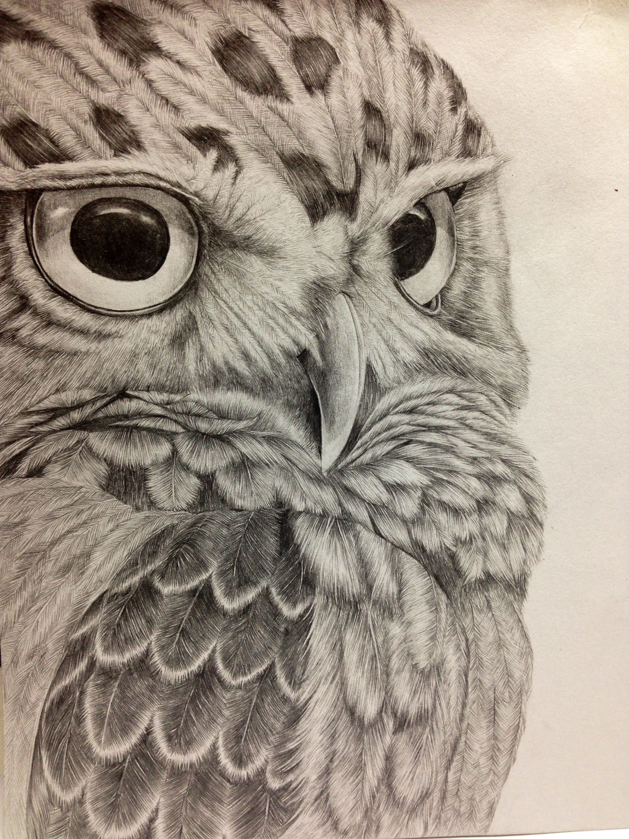 2448x3264 Pencil Drawing Owl - Owl Pencil Drawing