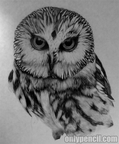 400x483 Saw Whet Owl Pencil Drawing - Owl Pencil Drawing