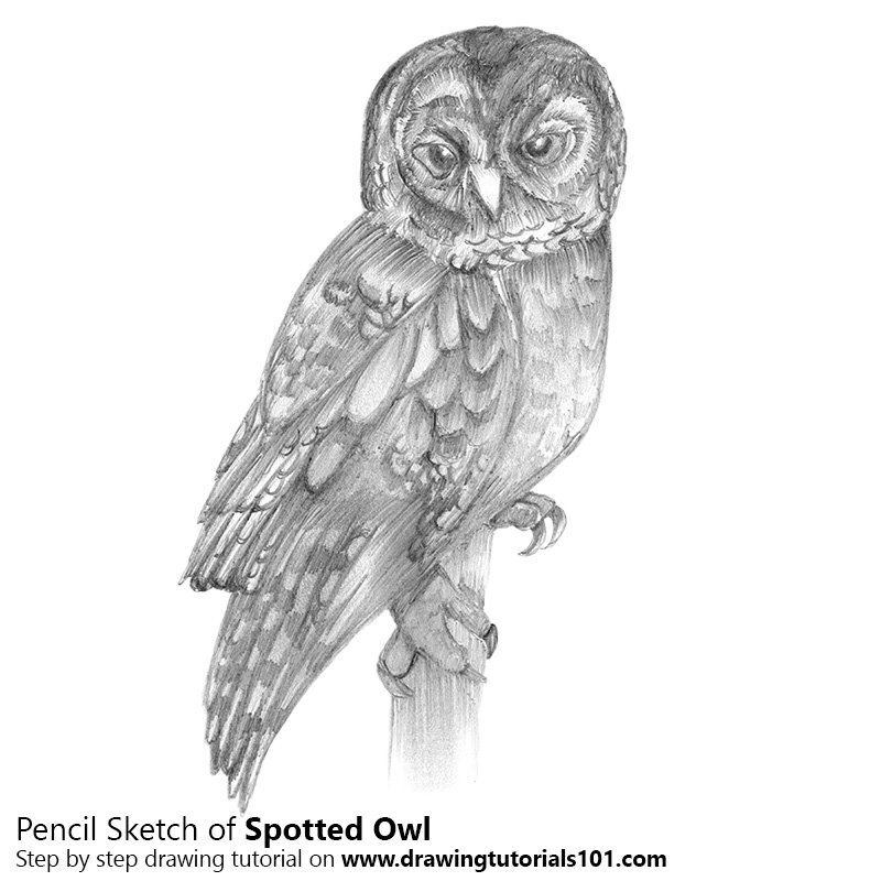 800x800 Spotted Owl Pencil Drawing - Owl Pencil Drawing