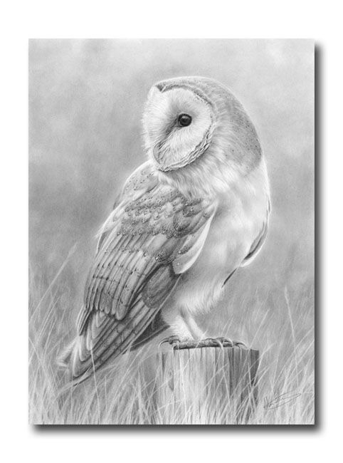 482x650 Barn Owl, I Like The Action In The Drawing Want To Draw Owl - Owl Pencil Drawing
