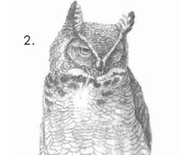 600x520 how to draw an owl know your meme - Owl Pictures Drawing