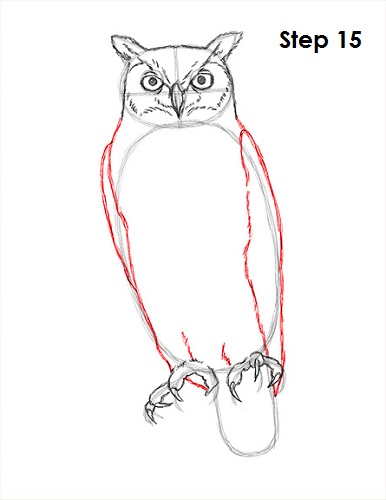 386x500 How To Draw An Owl - Owl Pictures Drawing