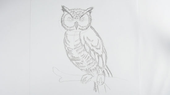 550x309 How To Draw An Owl Steps - Owl Pictures Drawing