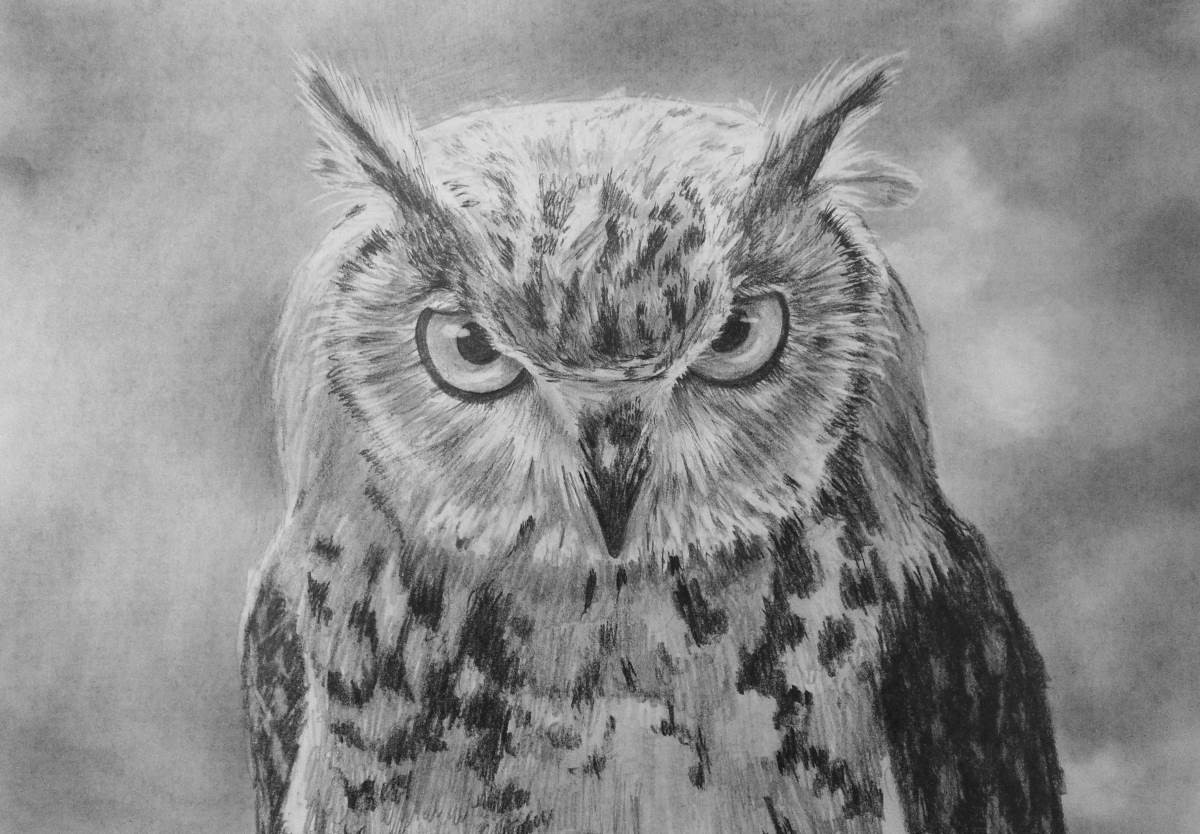 1200x834 How To Draw An Owl Online Art Lessons - Owl Pictures Drawing