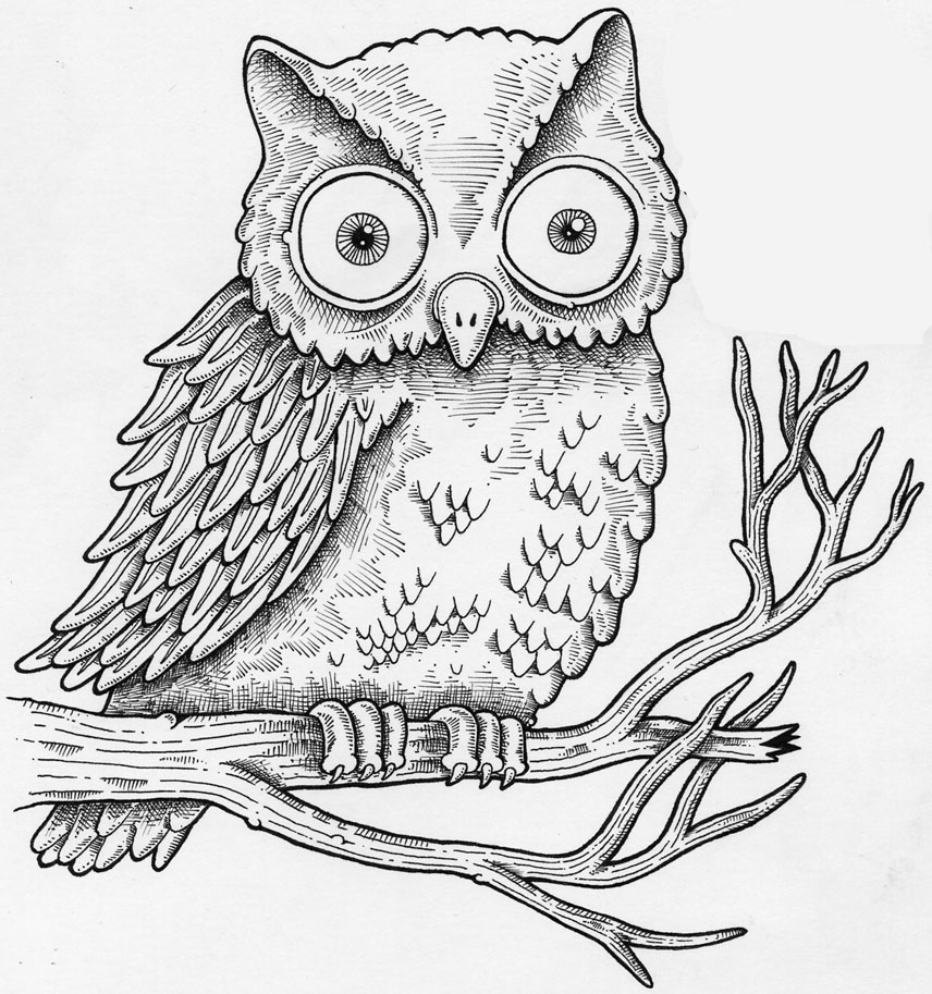 856x913 How To Draw A Realistic Owl Cartoon Step - Owl Pictures Drawing