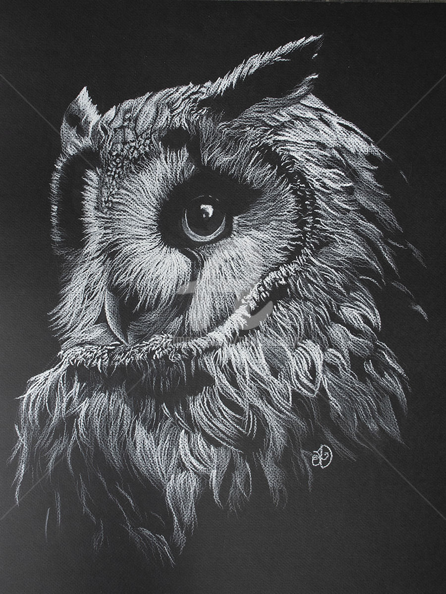 900x1200 White Owl Drawing - Owl Pictures Drawing