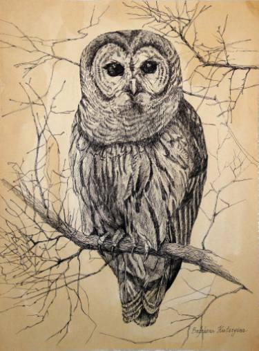 375x508 Owl Drawing - Owl Pictures Drawing