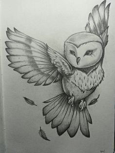 236x314 Art Drawing Pencil - Owl Pictures Drawing