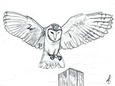 375x280 Barn Owl Drawing - Owl Pictures Drawing