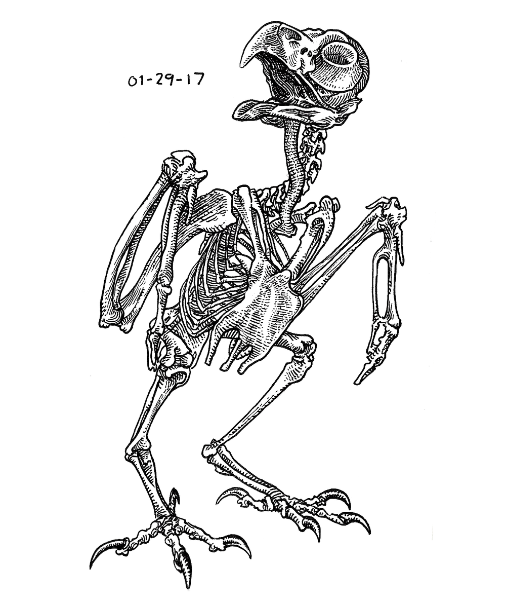 1000x1192 pen ink finn matthews - Owl Skeleton Drawing