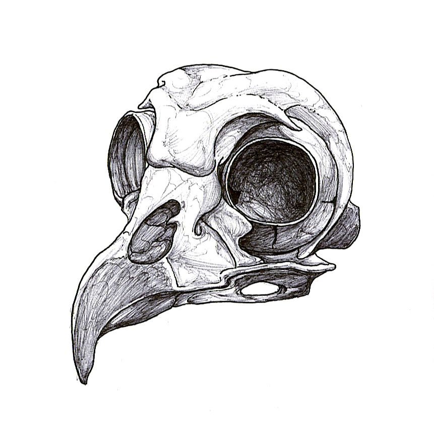 861x864 pin on body modification - Owl Skeleton Drawing