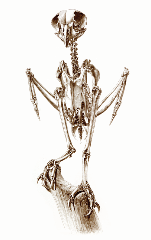 500x794 skeleton of brown fish owl ltvisual librarygt fauna skeleton - Owl Skeleton Drawing