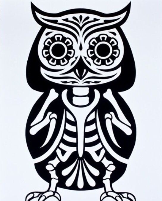 545x678 Owl - Owl Skeleton Drawing