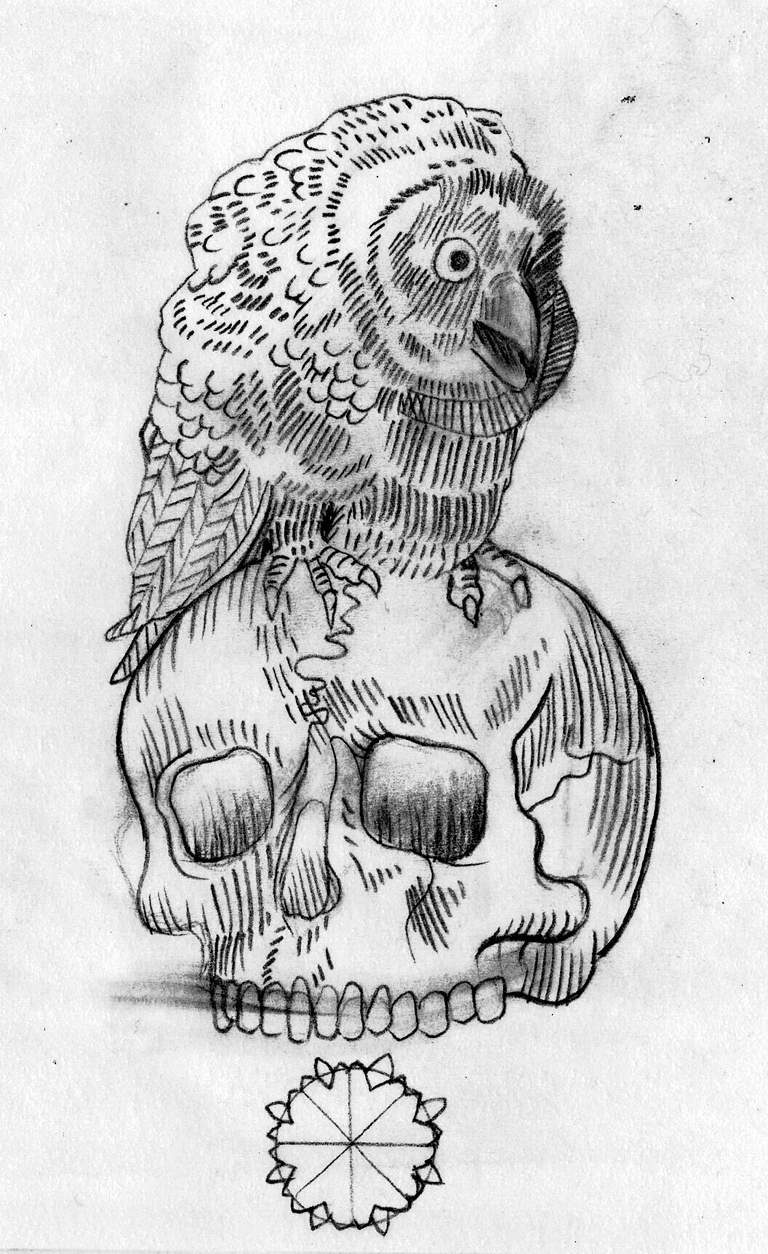 2523x4118 Owl Drawing - Owl Skeleton Drawing