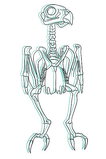 367x550 Owl Skeleton Photographic Print - Owl Skeleton Drawing
