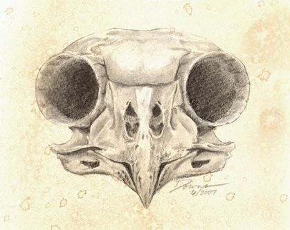 419x332 Owl Skull Drawing - Owl Skeleton Drawing