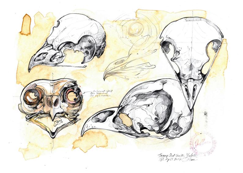 794x567 Drawings Of A Tawny Owl Skull Original Artwork Etsy - Owl Skull Drawing