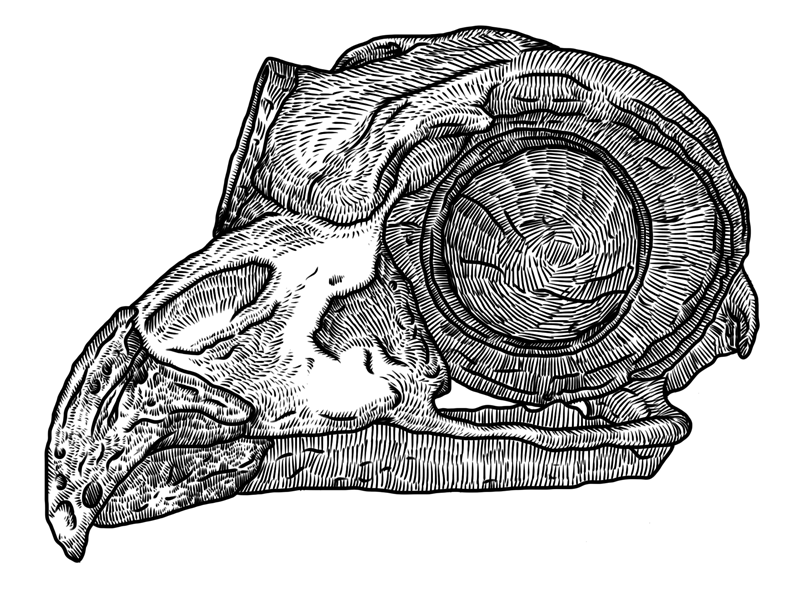 800x600 Great Horned Owl Skull - Owl Skull Drawing