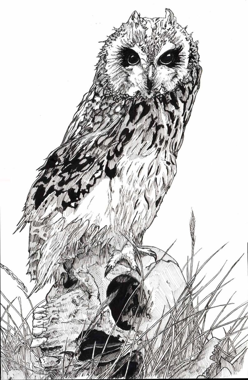 794x1216 Owl Skull Drawing Print Etsy - Owl Skull Drawing