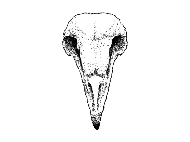 800x600 Barn Owl Skull - Owl Skull Drawing